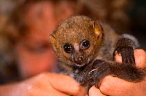 Potto {Perodicticus potto ibeanus} juvenile raised in captivity, Epulu, Ituri Rainforest Reserve, Dem Rep Congo