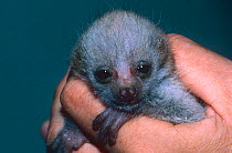 Potto {Perodicticus potto ibeanus} baby raised in captivity, Epulu, Ituri Rainforest Reserve, Dem Rep Congo