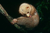Potto {Perodicticus potto ibeanus} grooming, Epulu, Ituri Rainforest Reserve, Dem Rep Congo