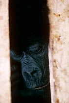 Mountain gorilla {Gorilla beringei} juvenile recovered from poachers, Virunga NP, Dem Rep Congo