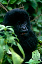 Mountain gorilla {Gorilla beringei} juvenile in rainforest, Virunga NP, Dem Rep Congo