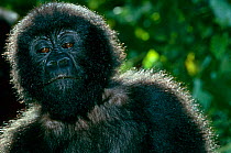 Mountain gorilla {Gorilla beringei} juvenile, Virunga NP, Dem Rep Congo