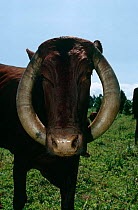 Long horn cattle {Bos indicus} showing unusual horn growth, Virunga NP, Dem Rep Congo