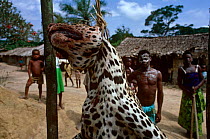 Leopard {Panthera pardus} killed by villagers for raiding livestock, Epulu Ituri Rainforest Reserve, Dem Rep Congo