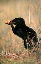 Marsh mongoose {Atilax paludinosus} eating Snail in shell, Serengeti NP, Tanzania
