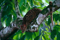 Forest genet {Genetta servalina intensa} in tree, Epulu Ituri Rainforest Reserve, Dem Rep Congo