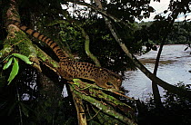 Forest genet {Genetta servalina intensa} in tree over river, Epulu Ituri Rainforest Reserve, Dem Rep Congo
