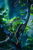 African palm civet {Nandinia binotata} climbing tree, Epulu Ituri Rainforest Reserve, Dem Rep Congo