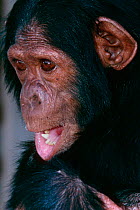 Chimpanzee {Pan troglodytes schweinfurthii} captive young chimp from Virunga NP, Dem Rep Congo