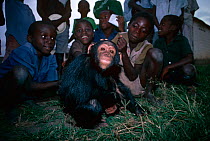 Children with Chimpanzee {Pan troglodytes schweinfurthii} captive young chimp from Virunga NP, Dem Rep Congo