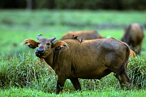 African forest buffalo {Syncerus caffer nanus} with Yellow billed oxpecker {Buphagus africanus} Odzala NP, Congo Rep