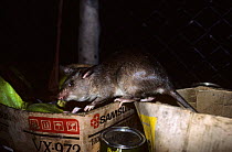 Giant Pouched rat {Cricetomys sp} raiding fruit store, Epulu Ituri Rainforest Reserve, Dem Rep Congo