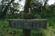 Gorilla graveyard, Parc National des Volcans, Virunga, Dem Rep Congo