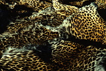 Leopard skins {Panthera pardus} confiscated from poachers, Masai Mara GR, Kenya