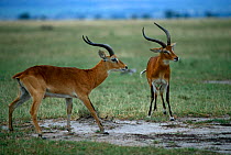 Uganda kob {Kobus kob thomasi} males sparring at lek, Rwindi Plains, Virunga NP, Dem Rep Congo