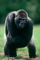 Western lowland gorilla {Gorilla gorilla gorilla} Silverback male with facial scarring from disease, Lokoue Bai, Odzala NP, Congo Rep