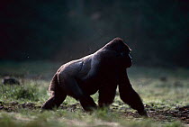 Western lowland gorilla {Gorilla gorilla gorilla} Silverback male knuckle walking, Lokoue Bai, Odzala NP, Congo Rep