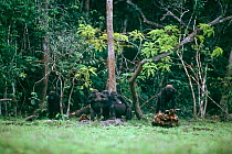 Western lowland gorilla {Gorilla gorilla gorilla}Silverback and group members scan Lokoue bai for safety before entry, Odzala NP, Congo Rep