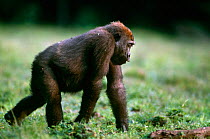 Western lowland gorilla {Gorilla gorilla gorilla} juvenile knuckle walking, Lokoue Bai, Odzala NP, Congo Rep