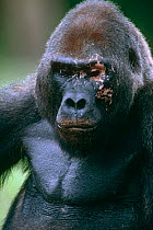 Western lowland gorilla {Gorilla gorilla gorilla} Silverback male with facial scarring from disease and ticks around eye, Lokoue Bai, Odzala NP, Congo Rep