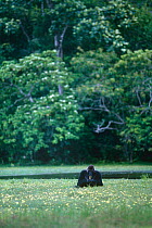 Western lowland gorilla {Gorilla gorilla gorilla} subadult male feeding on aquatic flowers in lake, Moba Bai, Odzala NP, Congo Rep