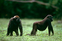 Western lowland gorilla {Gorilla gorilla gorilla} juvenile male practising display posture, Loloue Bai, Odzala NP, Congo Rep
