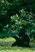 Western lowland gorilla {Gorilla gorilla gorilla} juvenile male feeding on aquatic plants, Moba Bai, Odzala NP, Congo Rep