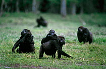 Western lowland gorilla {Gorilla gorilla gorilla} female and juveniles feeding, Obandas Bai, Odzala NP, Congo Rep