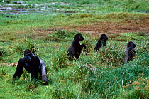 Western lowland gorilla {Gorilla gorilla gorilla} silverback male with group members standing to view the Bai, Maya maya Bai, Odzala NP, Congo Rep