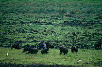 Western lowland gorilla {Gorilla gorilla gorilla} silverback male with group feeding on grass, Maya maya Bai, Odzala NP, Congo Rep