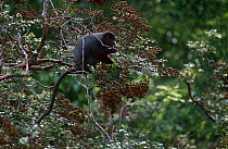 White / putty nosed monkey {Cercopithecus nictitans} feeding on fruit of {Dialium pachyphyllum} tree, Odzala NP, Congo rep