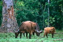 Forest buffalo herd {Syncerus caffer nanus} grazing in bai, Lokoue Bai, Odzala NP, Congo Rep