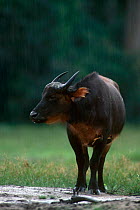 Forest buffalo {Syncerus caffer nanus} with Yellow billed oxpecker {Buphagus africans} Lokoue Bai, Odzala NP, Congo Rep