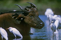 Forest buffalo (Syncerus caffer nanus) wallowing in water, with Cattle egrets (Bubulcus ibis) and Yellow billed oxpeckers (Buphagus africans) Maya Maya Bai, Odzala NP, Republic of Congo