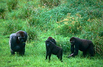 Western lowland gorilla {Gorilla gorilla gorilla} Male silverback with female and juveniles, Maya Maya Bai, Odzala NP, Congo Rep
