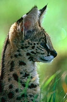 Serval {Felis serval} Serengeti NP, Tanzania