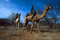 Camel anti-poaching unit on patrol, Meru NP, Kenya