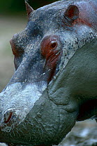 Hippopotamus {Hippopotamus amphibius} head portrait Rutuchuru River, Virunga NP, Dem Rep Congo