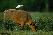 Forest buffalo {Syncerus caffer nanus} and Cattle egret {Bubulcus ibis} Maya maya Bai, Odzala NP, Congo Rep