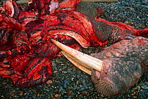 Dead Pacific walrus {Odobenus rosmarus divergens} hunted by Upik eskimos,  Uelen, Far East Russia 1993