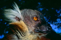Black lemur {Lemur macaco macaco} female, Nosy Komba, Madagascar