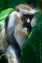 Zanzibar / Kirk's red colobus monkey (Procolobus kirkii) Jozani Forest Reserve, Zanzibar, Tanzania