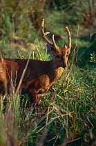 Hog deer {Axis porcinus} with broken antler, Kaziranga NP, Assam, India