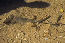 Indian grey mongoose {Herpestes edwardsi} used as tourist attraction for staged snake fights, Fatehpur sikri, Uttah Pradesh, India