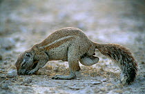 Cape ground squirrel {Xerus inauris} male feeding, Namibia