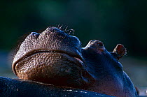 Hippopotamus {Hippopotamus amphibius} young hippo resting head on mother, Rutchuru River, Rwindi, Virunga NP, Dem Rep Congo