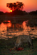 Spotted hyaena {Crocuta crocuta} on Impala carcass at sunset / surnrise, Okavango delta, Botswana