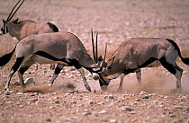 Gemsbok {Oryx gazella gazella} two males fighting, Etosha NP, Namibia