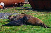 Southern elephant seal {Mirogounga leonina} mother with suckling pup, Grytviken Whaling Station, South Georgia