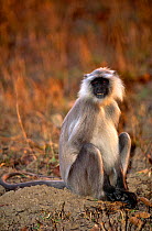 Southern plains grey / Hanuman langur {Semnopithecus dussumieri}Kanha NP, Madhya Pradesh,  India